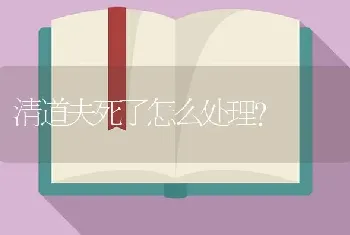 清道夫死了怎么处理？