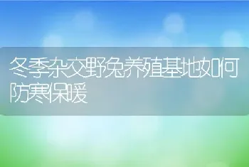 冬季杂交野兔养殖基地如何防寒保暖