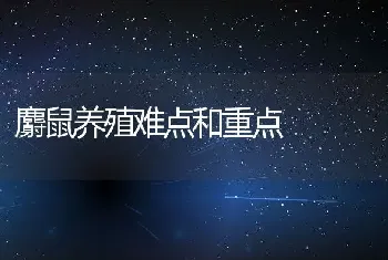 麝鼠养殖难点和重点