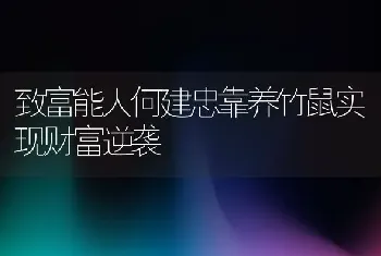 致富能人何建忠靠养竹鼠实现财富逆袭