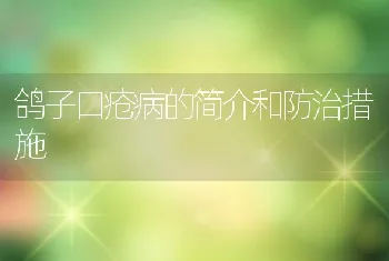 鸽子口疮病的简介和防治措施