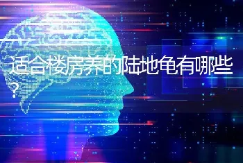 适合楼房养的陆地龟有哪些？