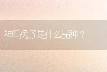 神马兔子是什么品种？