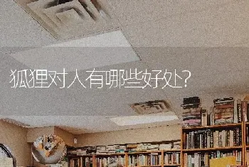 狐狸对人有哪些好处？