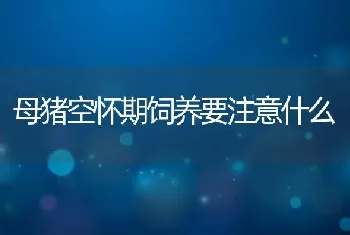 母猪空怀期饲养要注意什么