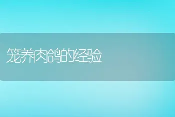 笼养肉鸽的经验