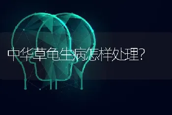 中华草龟生病怎样处理？