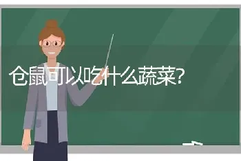 仓鼠可以吃什么蔬菜？