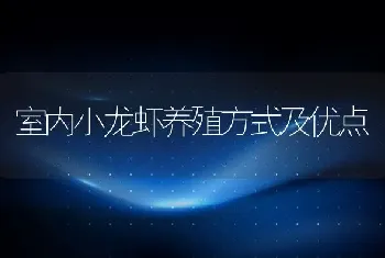 室内小龙虾养殖方式及优点