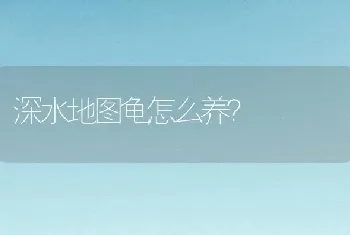 深水地图龟怎么养？