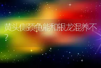 米奇耳的比熊是什么样的？