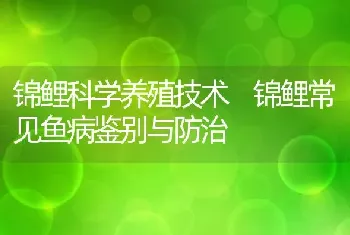 锦鲤科学养殖技术 锦鲤常见鱼病鉴别与防治