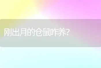 刚出月的仓鼠咋养？