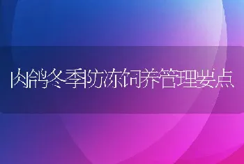 肉鸽冬季防冻饲养管理要点