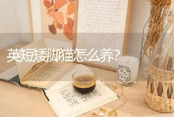 英短矮脚猫怎么养？