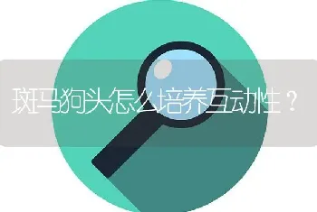 斑马狗头怎么培养互动性？