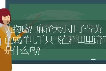 黄胸鹀？麻雀大小肚子带黄色成群几千只飞在稻田里请问是什么鸟？