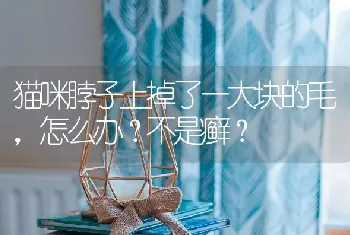 猫咪脖子上掉了一大块的毛，怎么办？不是癣？