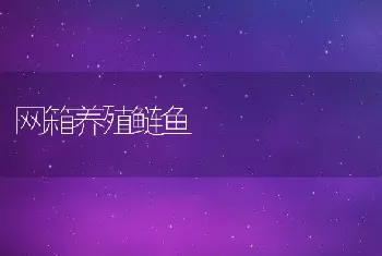 网箱养殖鲢鱼