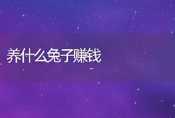 养什么兔子赚钱