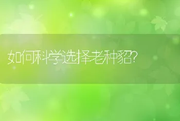 如何科学选择老种貂？