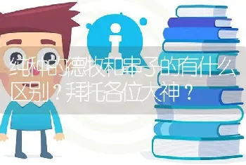 纯种的德牧和串子的有什么区别？拜托各位大神？