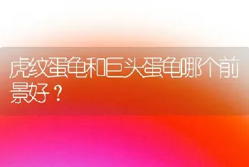 虎纹蛋龟和巨头蛋龟哪个前景好？