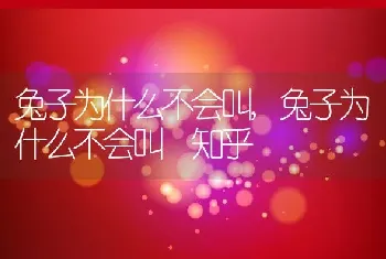 兔子为什么不会叫，兔子为什么不会叫 知乎