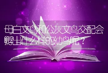 母白文鸟和公灰文鸟交配会孵出什么样的幼鸟呢？