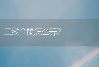 三线仓鼠怎么养？