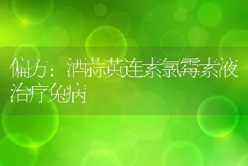 偏方：酒蒜黄连素氯霉素液治疗兔病