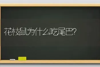 花枝鼠为什么吃尾巴？