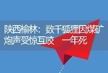 陕西榆林：数千狐狸因煤矿炮声受惊互咬 一年死