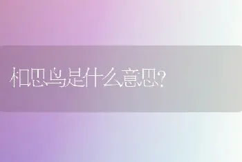 相思鸟是什么意思？