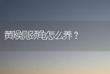 黄喉侧颈龟怎么养？