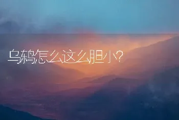 乌鸫怎么这么胆小？