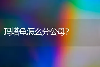 狗狗体外驱虫后几天可以体内驱虫？