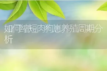 如何缩短肉狗崽养殖周期分析