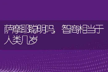 萨摩耶聪明吗，智商相当于人类几岁