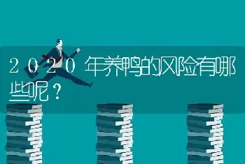 2020年养鸭的风险有哪些呢？