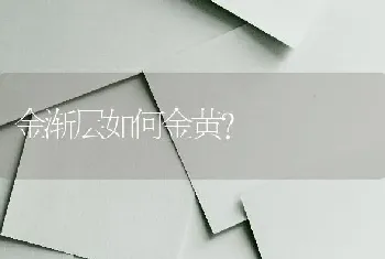 金渐层如何金黄？