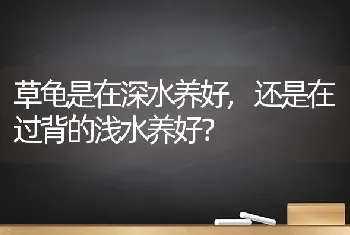 草龟是在深水养好,还是在过背的浅水养好？