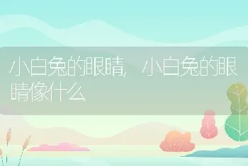 小白兔的眼睛，小白兔的眼睛像什么