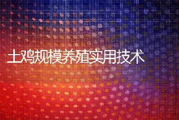 土鸡规模养殖实用技术