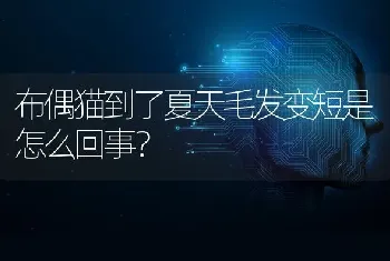 布偶猫到了夏天毛发变短是怎么回事？