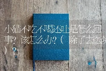 小猫不吃不喝还吐是怎么回事?该怎么办?(除了去医院)？