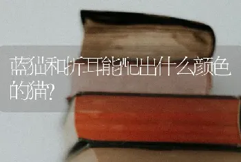 蓝猫和折耳能配出什么颜色的猫？