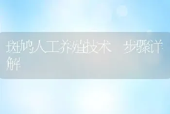 斑鸠人工养殖技术 步骤详解