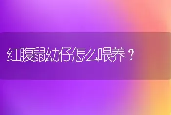 红腹鼠幼仔怎么喂养？