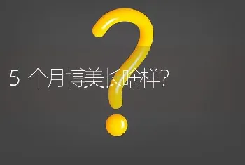 5个月博美长啥样？